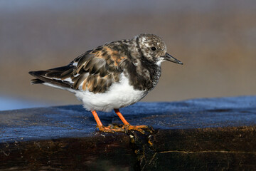 Turnstone, Ruddy Turnstone, Arenaria interpres, adult winter plumage bird on a boat ramp