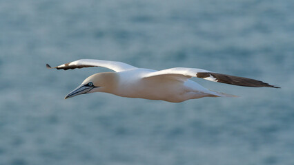 Gannet in Flight