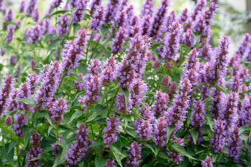 Agastache Rugosa (Korean Mint) – Purple Herb Flowers in Garden Field