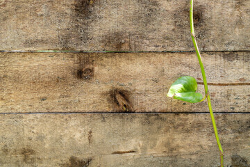blank wood plank background with pothos ivy vine leaf