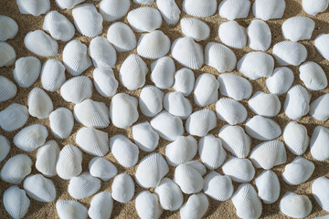 Seashells on beach, background texture. Sea Shells Seashells scallop and assorted shells. Vibrant...