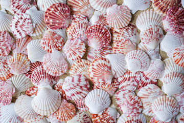Seashells on beach, background texture. Sea Shells Seashells scallop and assorted shells. Vibrant Color Picture of Set of Sea Shells Isolated on sand Background.