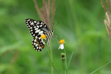 A beautiful monarch butterfly with orange and black wings rests on a colorful summer flower in a garden in Luang Prabang, Laos