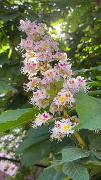 Detailed close-up of a chestnut flower in bloom, featuring a bee actively pollinating as it crawls across the petals and hovers between blossoms. Beautiful flowering chestnut tree growing in the park