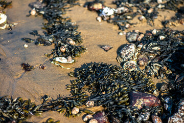 Algae and Seaweeds by the Coastline