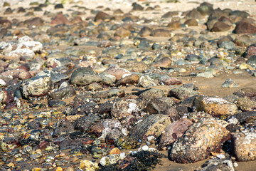 Algae and Seaweeds by the Coastline