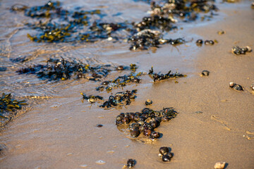 Algae and Seaweeds by the Coastline