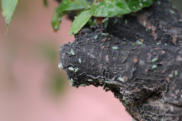 Plum aphids crawling on tree trunks. Leaf-curling aphid. Sap-sucking insects.