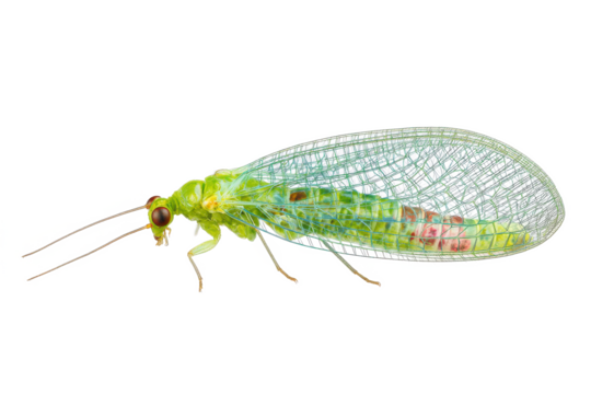 Green Lacewing Insect Close-Up Detailed View of Delicate Wings and Body