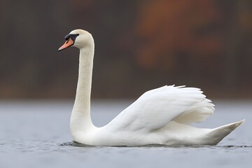 Elegant swan gliding through the water