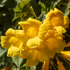 Close up of bright yellow Trumpetbush flowers. Square frame