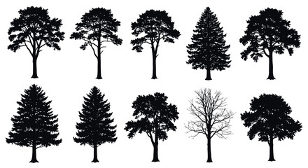 Fototapeta premium Silhouettes of diverse tree species displaying varied shapes and structures