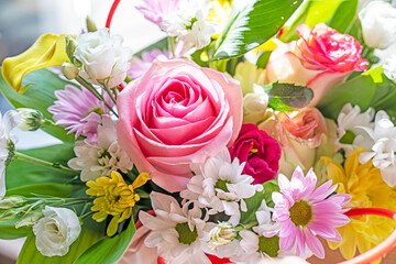 beautiful pink rose close-up with chrysanthemums