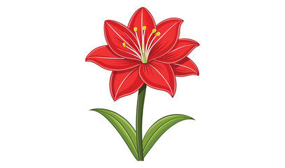 Red amaryllis flower isolated on white background