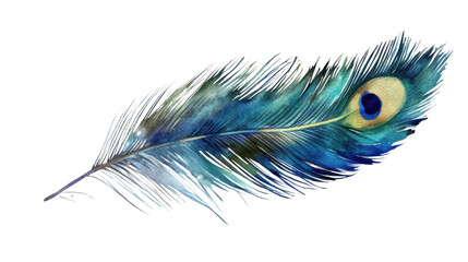 peacock feather watercolor on white background