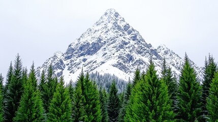 Fototapeta premium Majestic Snow Covered Mountain Peak above Evergreen Forest