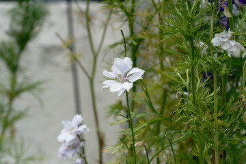 (Nigella sativa) white flowers on green background