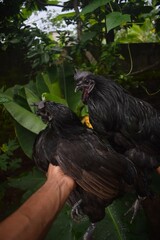A person gently holds two striking, all-black chickens, likely Ayam Cemani, showcasing their unique dark plumage against a lush, green natural background.