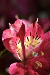 Pink alstroemeria flower close-up