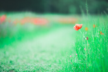 一輪の赤い花,A single red flower