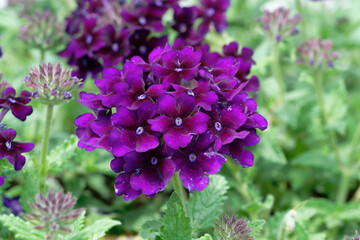 purple Verbena flowers in the garden (macro)