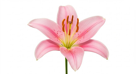 Fototapeta premium beautiful pink lily, isolated on white,flower, pink, lily, nature, beauty, plant, isolated, flora, spring, bloom, white, blossom, garden, lilly, petal, flowers, floral, 