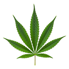 Vibrant green leaf with detailed texture isolated on a clean white background