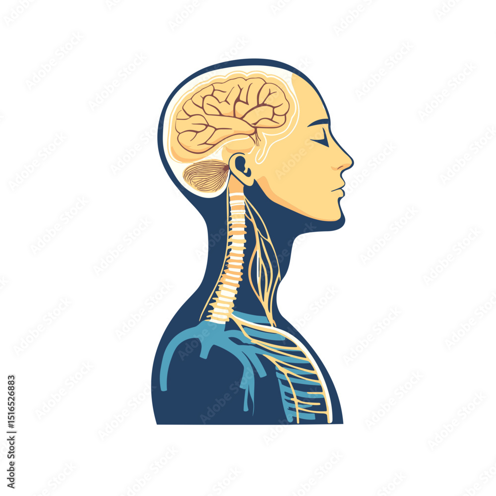 Poster anatomical illustration of human brain and nervous system profile view on white background featuring