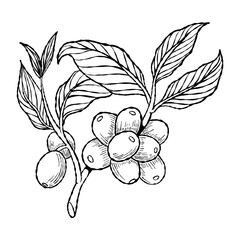coffee fruit branches line art. doodle unripe berries of coffee.
