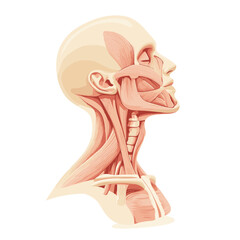 Anatomical Illustration of Human Head and Neck Muscles in Pale Tones Detailed Profile View for Medical Education and Scientific Study on White Background