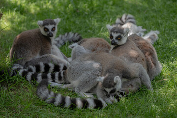 A group of Ring-tailed lemurs sitting in the grass in a zoo.