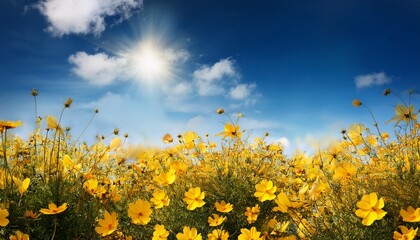 yellow flowers on sky