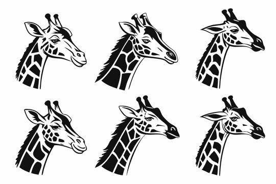 giraffe vector illustration