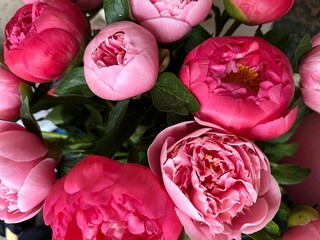 A vibrant close-up of blooming pink peonies in full blossom. Delicate layered petals and vivid...