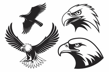 Fototapeta premium eagle