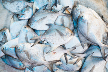 Pomfret fish, market stall with freshly caught seafood in Kochi, India, fishing industry at the...