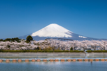 静岡県御殿場市から富士山と湖と満開の桜
