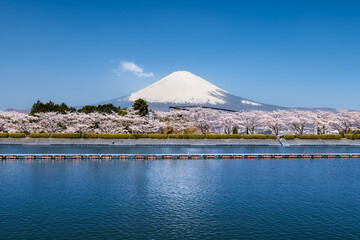 静岡県御殿場市から富士山と湖と満開の桜