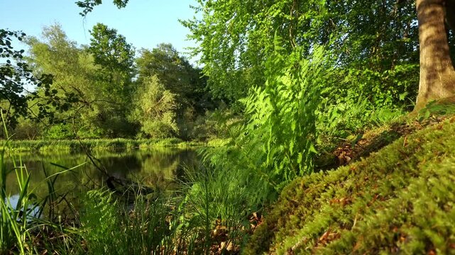 Farn am See in der Abendsonne