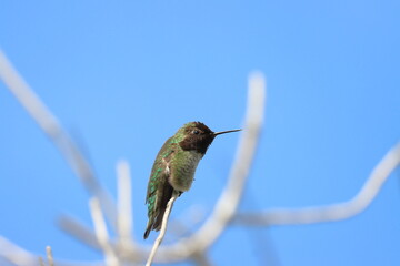 White-throated Hummingbird (archilochus colubris) perched on a branch