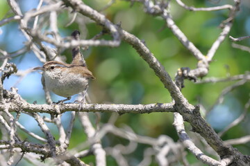 A wren bird perched on a branch in the Florida Everglades.