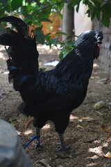 A majestic, all-black Ayam Cemani rooster stands on earthy ground beneath lush green foliage, showcasing its unique dark plumage and prominent comb
