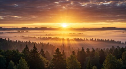 Obraz premium Misty mountain sunrise, golden rays pierce through fog-shrouded evergreen forest, creating a breathtaking spectacle