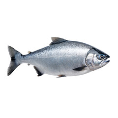 Obraz premium Silver trout fish swimming gracefully, showcasing its shimmering scales and streamlined body against transparency background