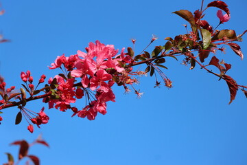 Pink flowers of Japanese cherry against the blue sky. Selective focus.