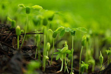 Close-up of tree seedlings,Close-up of several young seedlings growing on rich black soil with rain dew on green bokeh background. World Earth Day concept.