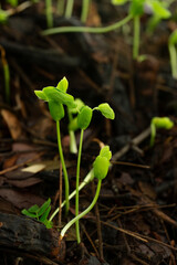 Close-up of tree seedlings,Close-up of several young seedlings growing on rich black soil with rain dew on green bokeh background. World Earth Day concept.