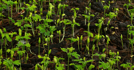Close-up of tree seedlings,Close-up of several young seedlings growing on rich black soil with rain dew on green bokeh background. World Earth Day concept.