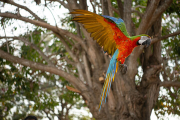 Harlequin Macaw is a hybrid bird, the result of a cross between a Blue and Gold Macaw and a Green Wing Macaw.  free flying bird with pink flower.