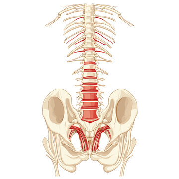 Anatomical Illustration of the Human Spine and Pelvis with Detailed Bone Structure and Connective Tissue on a White Background